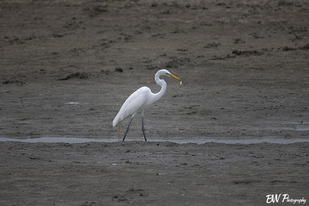 Great Heron (8x12 Matte Print)