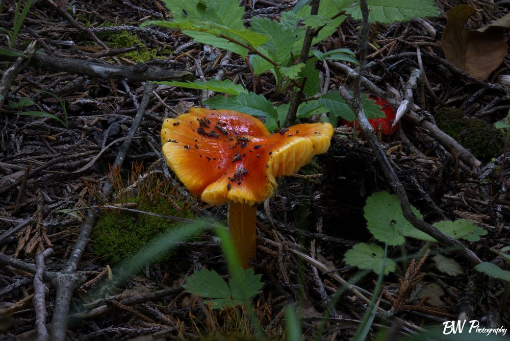 Goblet Waxcap (8x12 Matte Print)