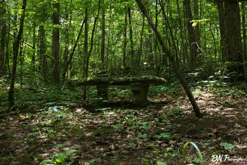 Creek Bench (8x12 Matte Print)