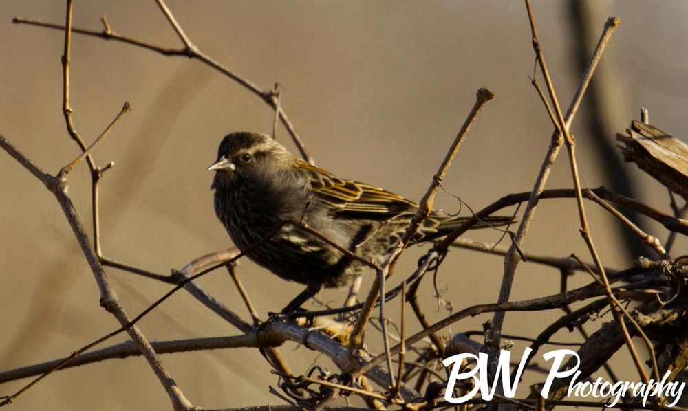 Sparrow (Desktop Wallpaper)